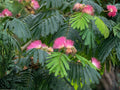 Pink Mimosa Tree Sapling - Bare Root, 2 ft, Albizia julibrissin, Ornamental Flowering Tree for Pollinator Gardens