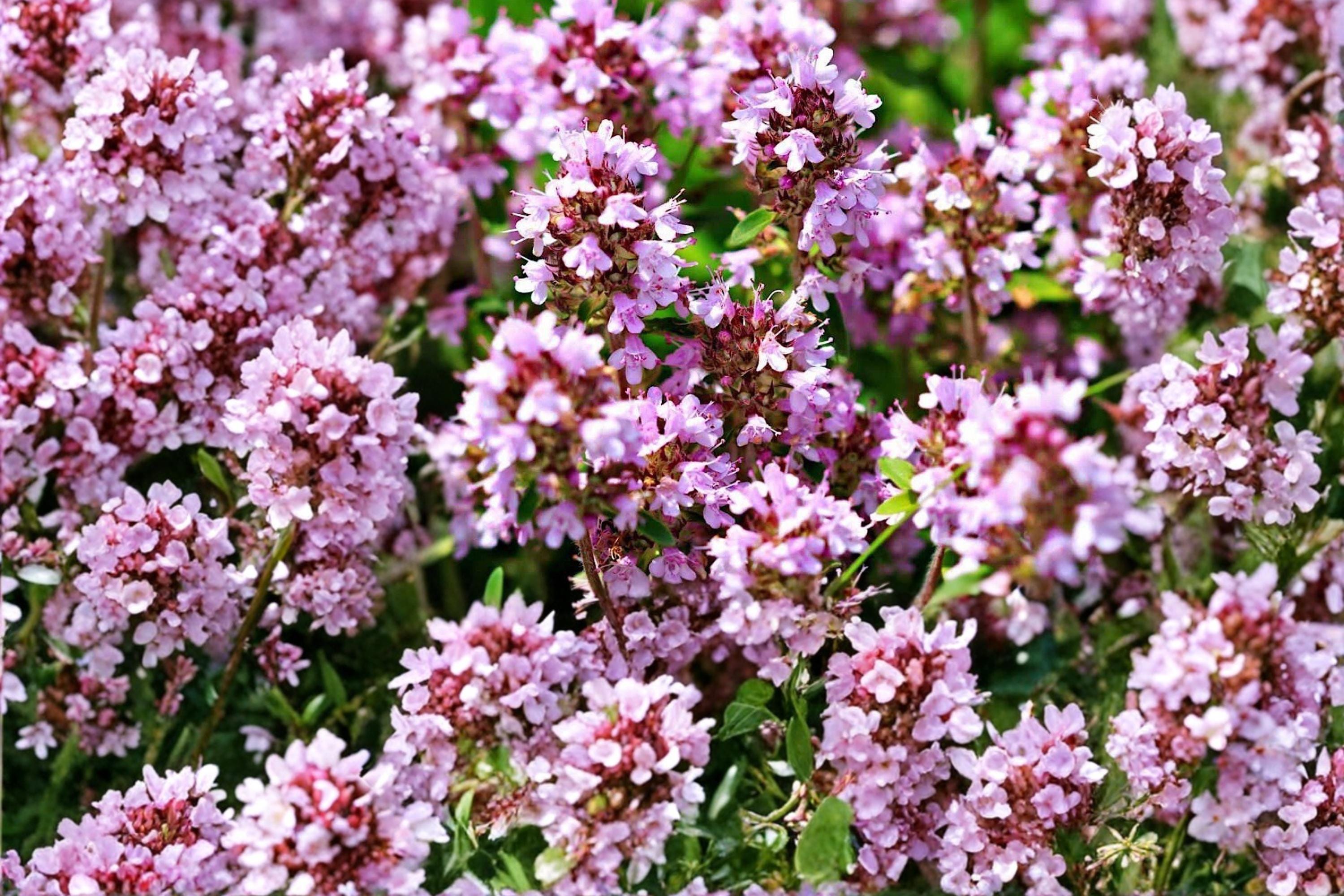 Wild Thyme Seeds – Thymus pulegioides, Aromatic Perennial Herb for Groundcover, Rock Gardens, and Pollinator Attraction