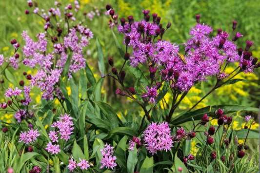 New York Ironweed Seeds – Vernonia noveboracensis – Tall Native Perennial with Purple Flowers for Wetlands & Meadows