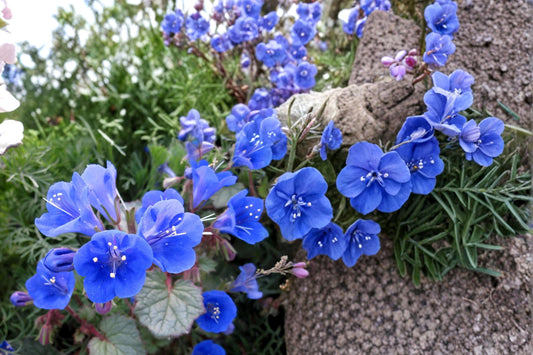 California Bluebells Seeds – Phacelia campanularia, Deep Blue Bell-Shaped Wildflower for Dry Gardens