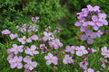 Dame’s Rocket Seeds 100 Pack – Hesperis matronalis – Fragrant Purple, Pink, White Flowers – Biennial Herbaceous Plant