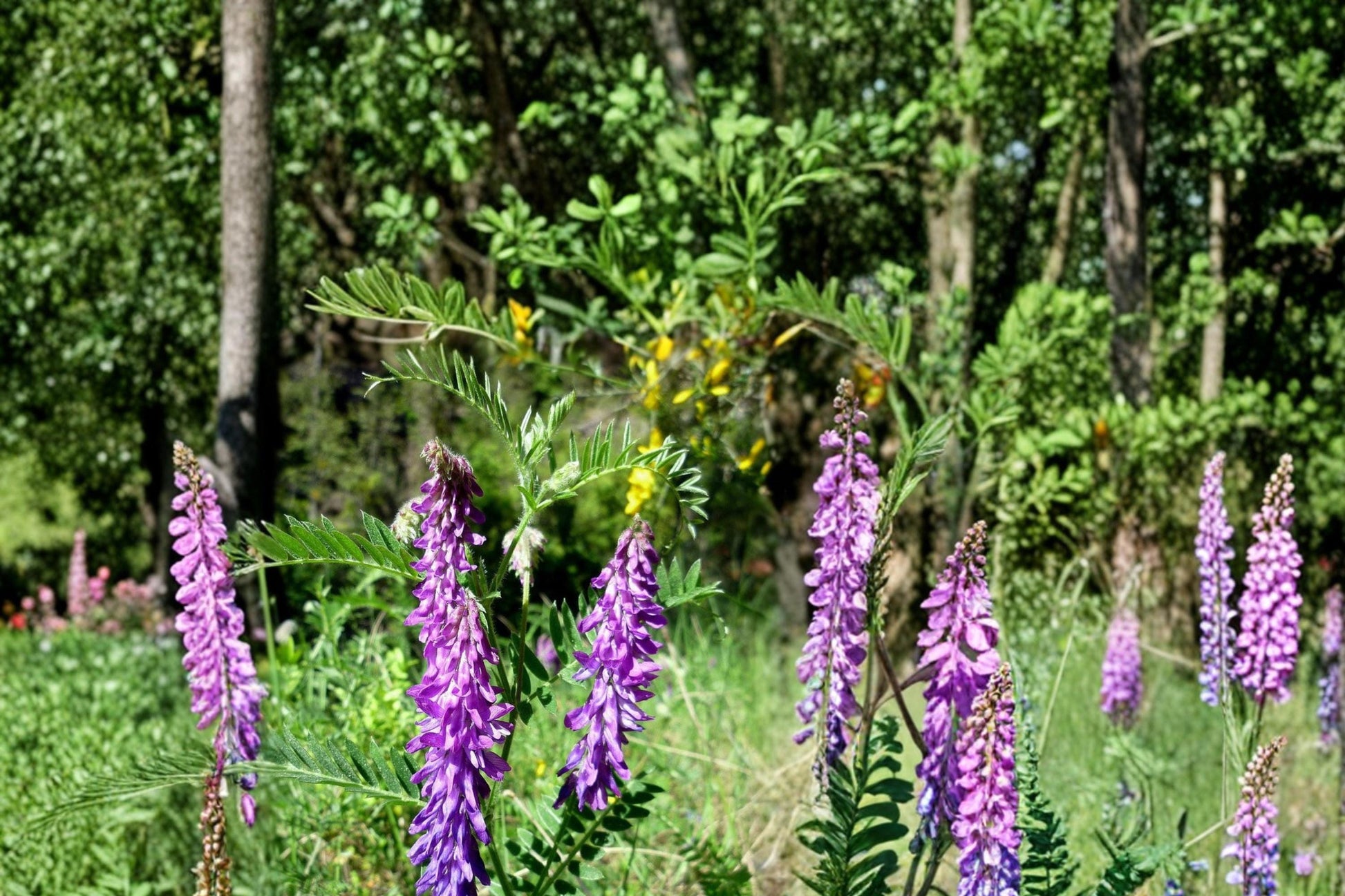 Hairy Vetch Seeds 100 Pack – Vicia villosa, Purple Flowering Cover Crop, Vining Annual Legume for Soil Improvement