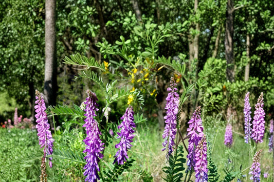 Hairy Vetch Seeds 100 Pack – Vicia villosa, Purple Flowering Cover Crop, Vining Annual Legume for Soil Improvement