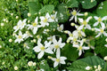 Virgin's Bower Seeds – Clematis virginiana Climbing Vine with Fragrant White Flowers, 50 Seeds