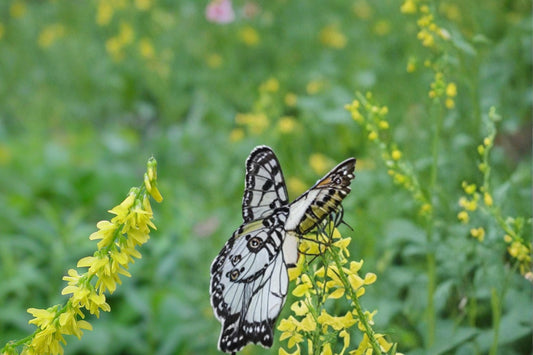 Yellow Sweet Clover Seeds – Melilotus officinalis Herbaceous Legume for Meadows & Naturalized Areas, 100 Seeds