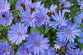 Blue Chicory Seeds – Herbaceous Perennial, Bright Blue Daisy-Like Flowers, Cichorium intybus, Wildflower, Pollinator, Drought Tolerant