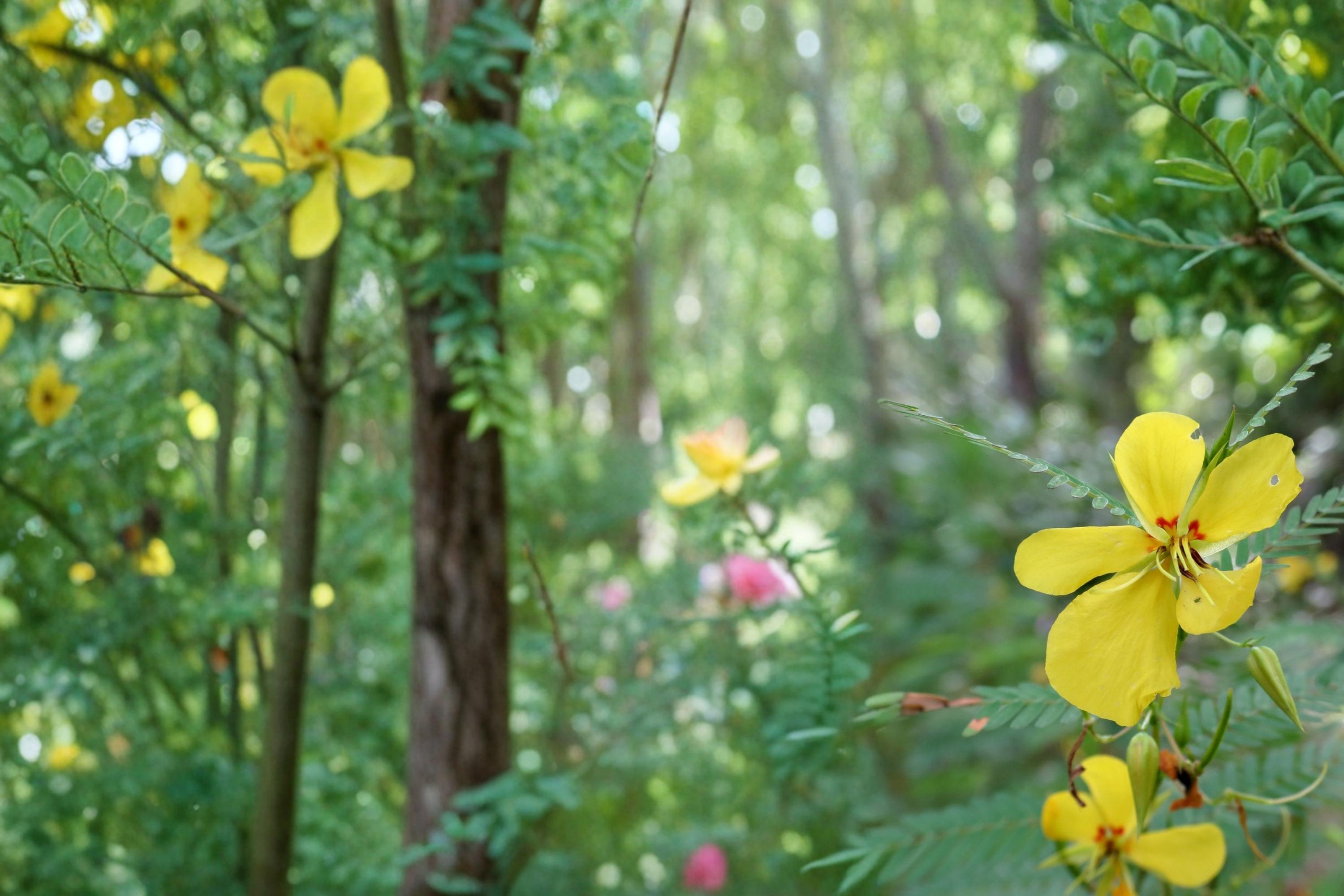 Partridge Pea Seeds 100 Count – Chamaecrista fasciculata Native Wildflower, Yellow Flowers, Annual Legume for Meadows & Gardens