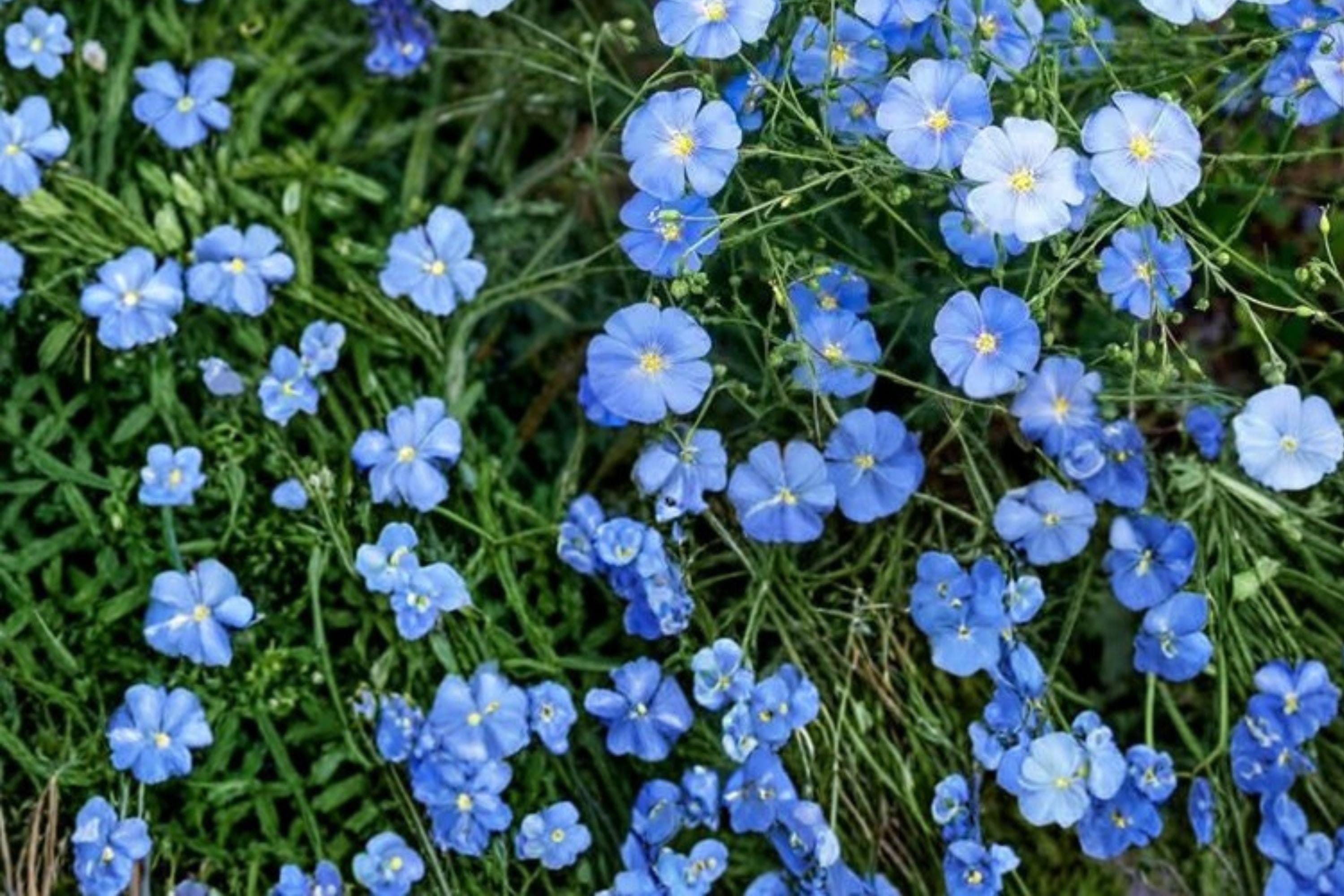 Perennial Blue Flax Seeds – Linum perenne Herbaceous Plant for Borders, Rock Gardens, Drought Tolerant, 100 Seeds