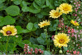 Painted Daisy Seeds, Glebionis carinata, Multi-Colored Daisy-Like Flowers, Wildflower & Border Plant, 100 Seeds