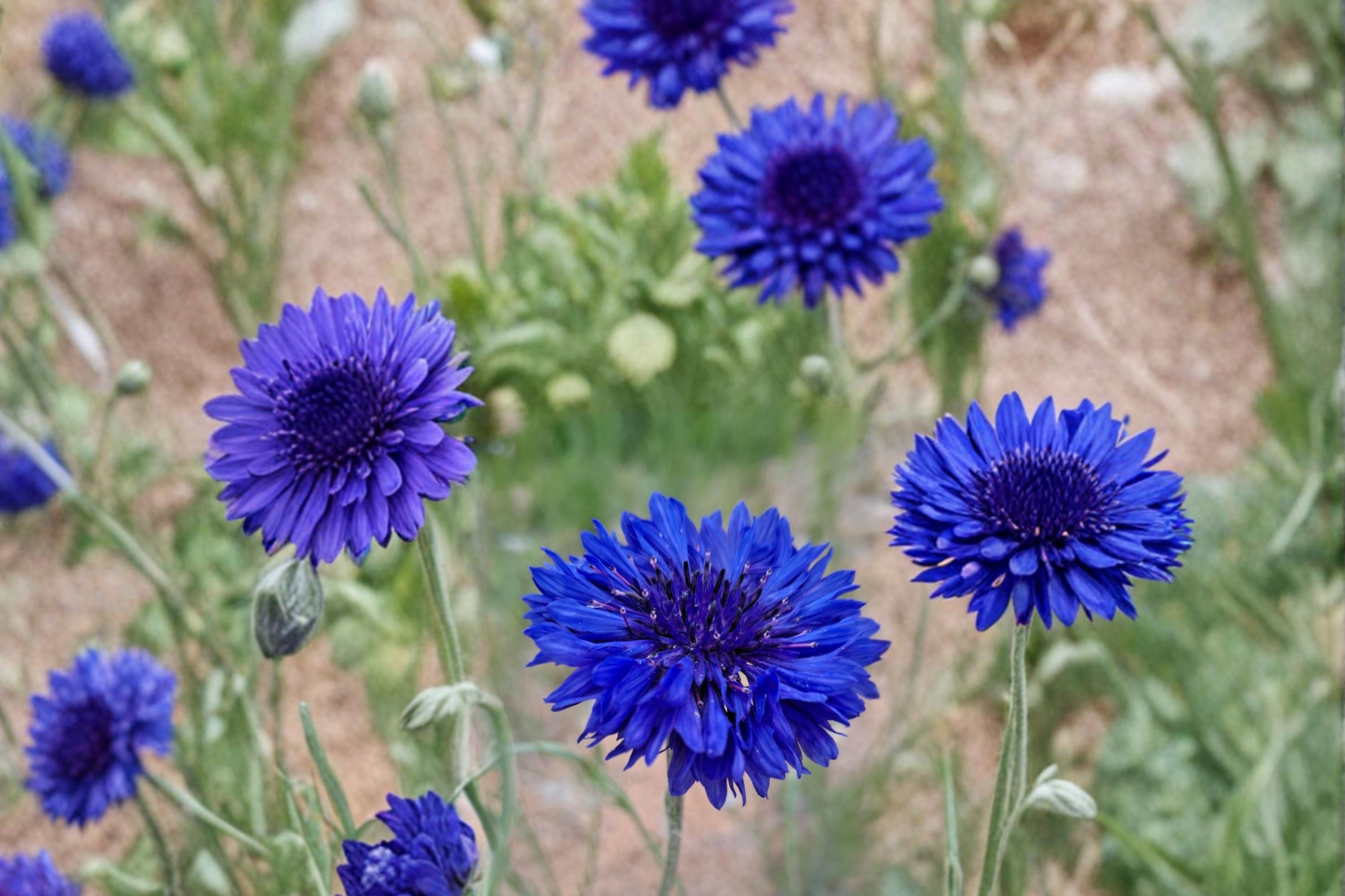 Blue Bachelor's Button Seeds – Centaurea cyanus, Bright Blue Wildflower, Annual Flower Seed for Garden Borders & Wildflower Gardens