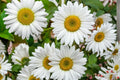 Oxeye Daisy Seeds 100 Pack – Leucanthemum vulgare Wildflower Perennial for Meadow & Garden