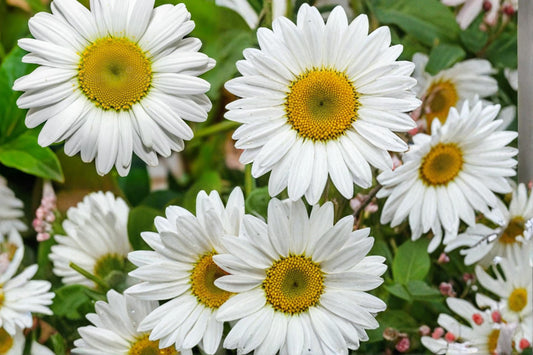 Oxeye Daisy Seeds 100 Pack – Leucanthemum vulgare Wildflower Perennial for Meadow & Garden