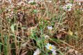 Heath Aster Seeds – Symphyotrichum pilosum – White Wildflower, Perennial, Drought Tolerant, Pollinator Plant, Meadow & Garden