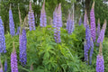 Large Leaf Lupine Seeds (20) | Vibrant Blue & Purple Wildflower | Lupinus polyphyllus for Cottage Gardens & Pollinator Habitats