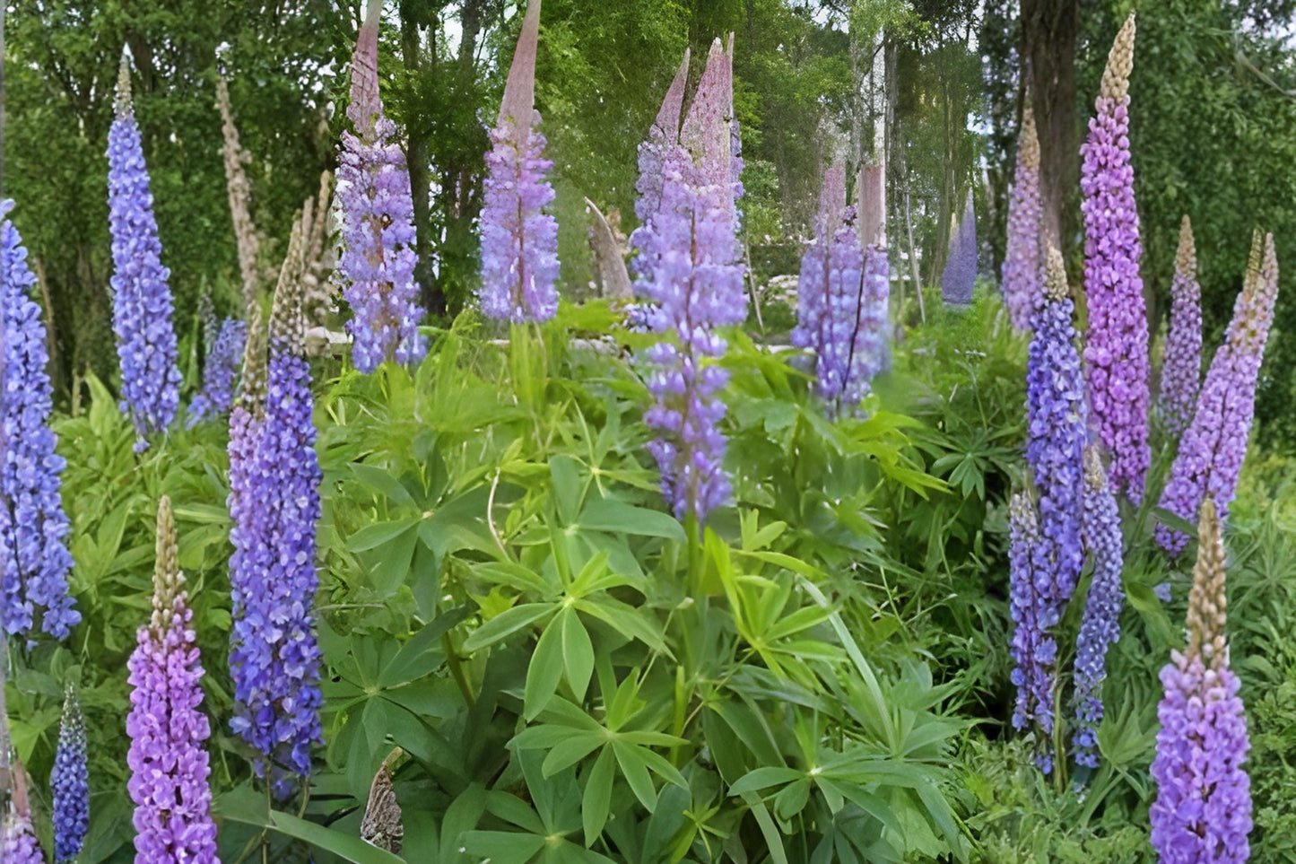 Large Leaf Lupine Seeds (20) | Vibrant Blue & Purple Wildflower | Lupinus polyphyllus for Cottage Gardens & Pollinator Habitats