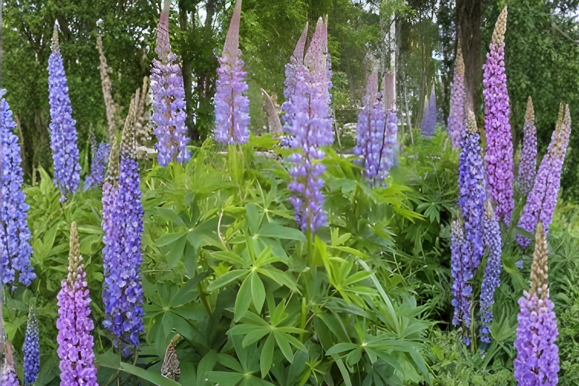 Large Leaf Lupine Seeds (20) | Vibrant Blue & Purple Wildflower | Lupinus polyphyllus for Cottage Gardens & Pollinator Habitats