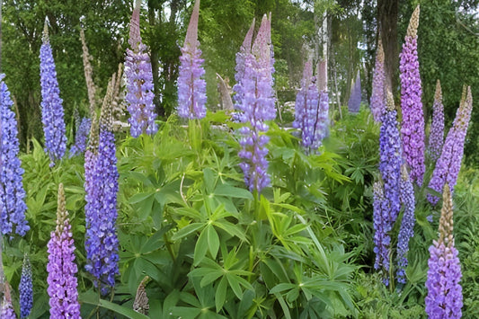 Large Leaf Lupine Seeds (20) | Vibrant Blue & Purple Wildflower | Lupinus polyphyllus for Cottage Gardens & Pollinator Habitats