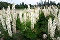 White Lupine Seeds 20 Pack | Lupinus polyphyllus | Perennial Flower for Gardens & Borders