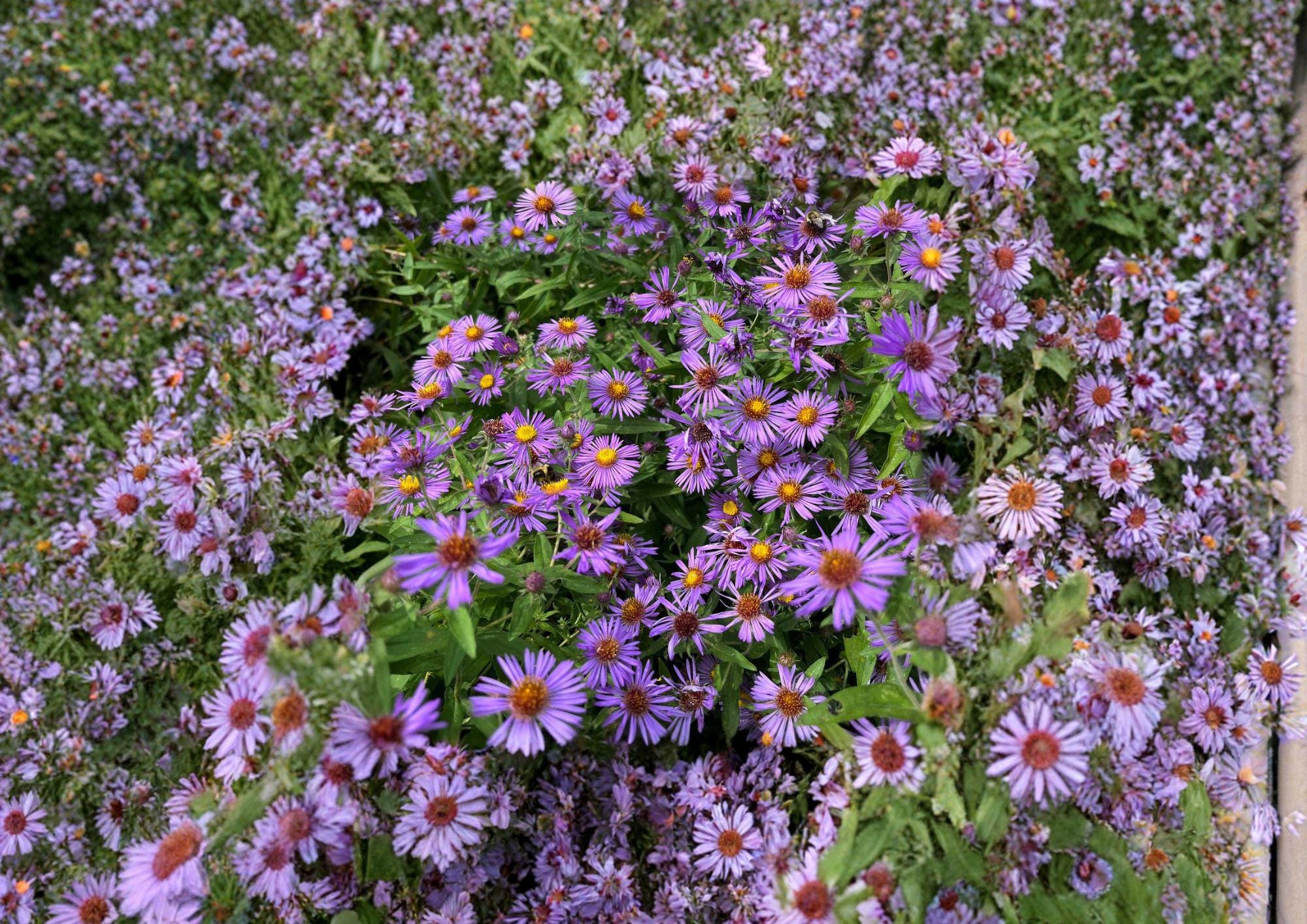 500 New England Aster Seeds – Heirloom Perennial Wildflower for Garden, Purple Pollinator-Friendly Planting, Aster Novae Angliae