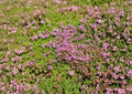 Creeping Thyme Seeds 1000+ | Thymus Serpyllum Perennial Groundcover | Fragrant Purple Flower Herb Lawn Alternative