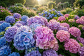 Spring Mix Hydrangea Seeds – Non-GMO Hydrangea macrophylla Flower Blooms for Garden, Borders, Containers