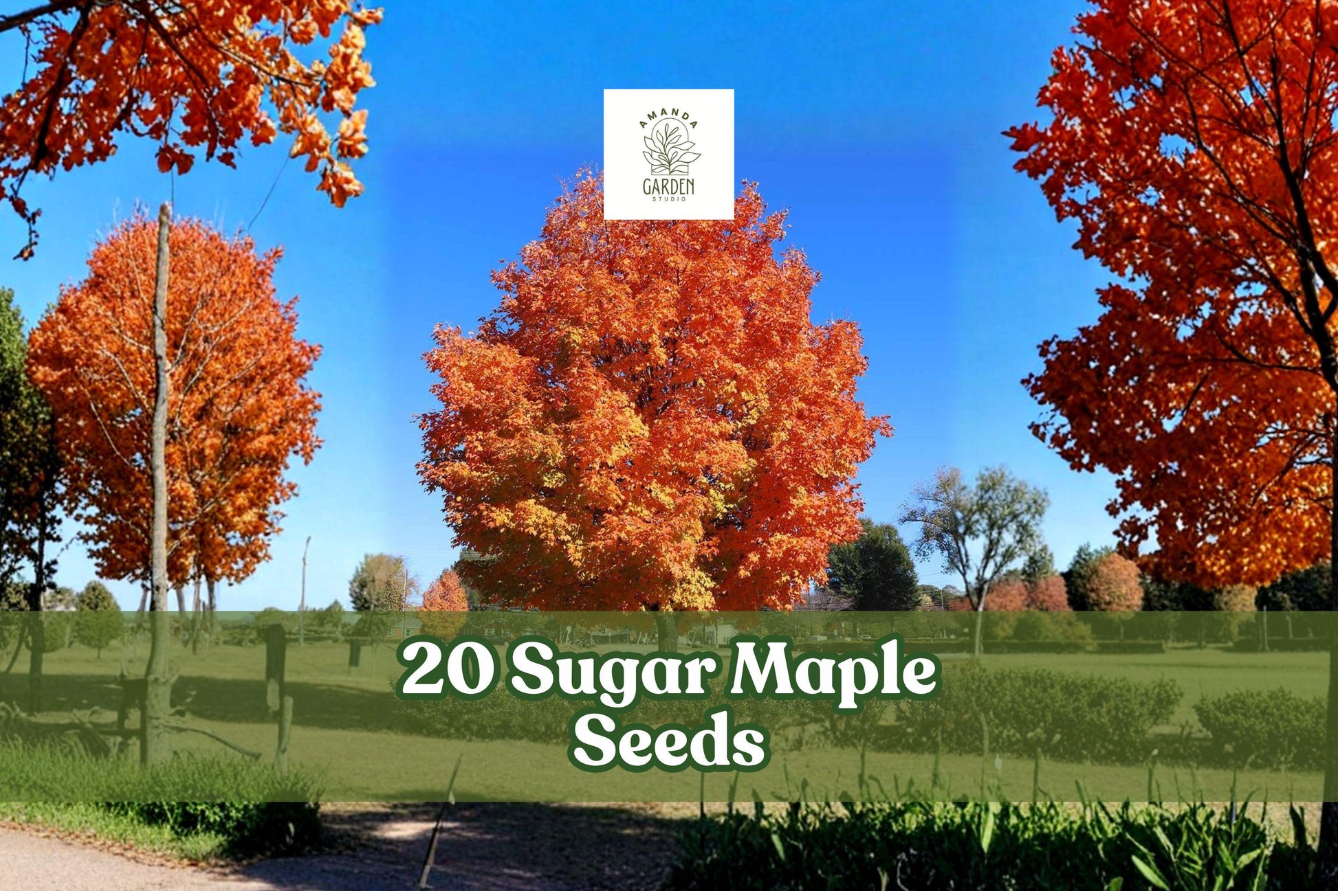20+ Sugar Maple Seeds Acer saccharum - Ornamental Deciduous Tree for Bonsai & Landscaping with Yellow Fall Foliage