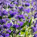 Black Knight Caryopteris Bare Root Plant | Caryopteris x clandonensis | Bluebeard Shrub for Pollinators