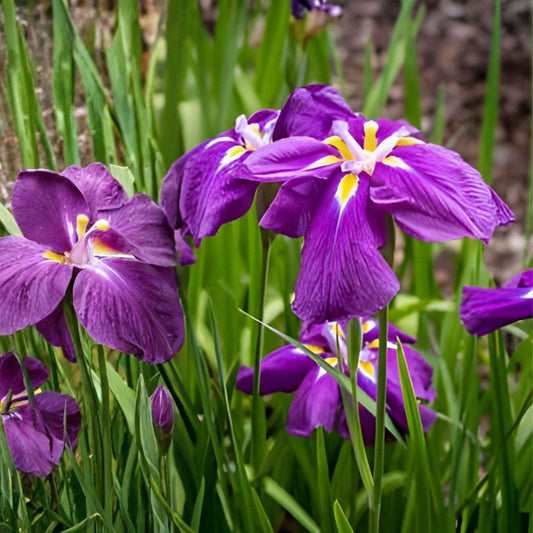 Japanese Iris Caesars Brother | Iris ensata Perennial Water Garden Plant | 3 Rhizomes with Purple Flowers