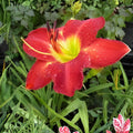 Passion for Red Daylily Bare Root Plant | Hemerocallis | Vibrant Red Blooms | Summer Perennial