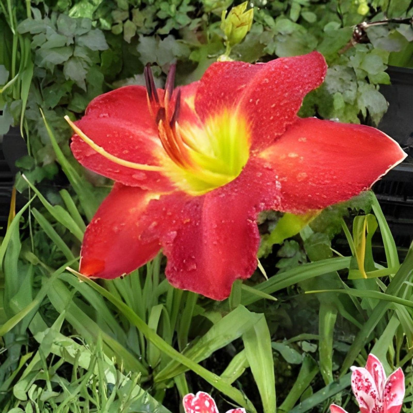 Passion for Red Daylily Bare Root Plant | Hemerocallis | Vibrant Red Blooms | Summer Perennial