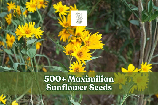 Maximilian Sunflower Seeds – Wild Perennial Helianthus maximiliani – Bright Yellow Blooms, Tall Upright Plant, 500+ Seeds