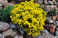 Basket of Gold Seeds (Alyssum saxatile) – Bright Yellow Perennial for Borders, Rock Gardens & Ground Cover