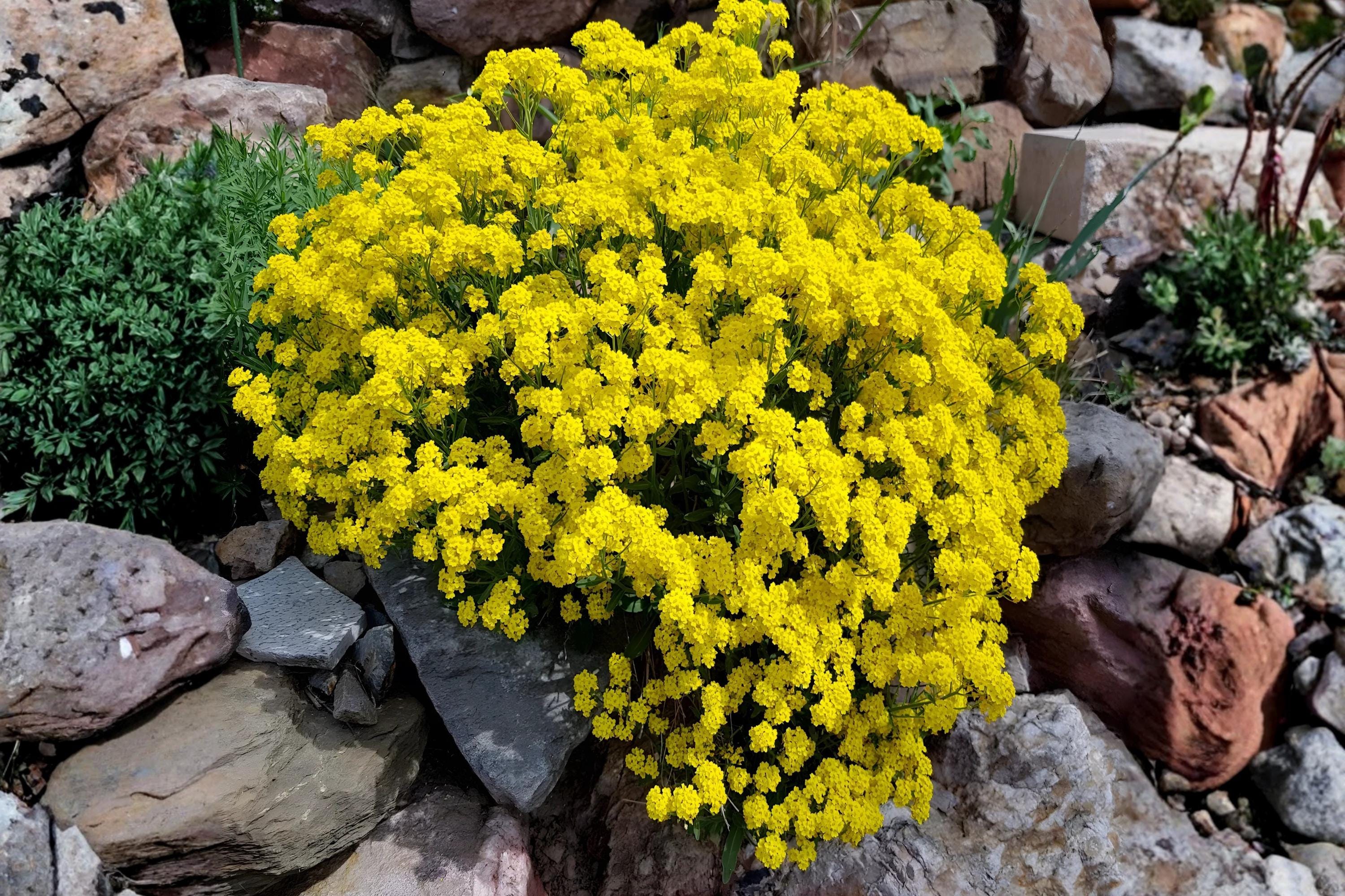 Basket of Gold Seeds (Alyssum saxatile) – Bright Yellow Perennial for Borders, Rock Gardens & Ground Cover