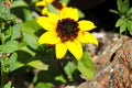Creeping Zinnia Seeds 100 Pack | Ground Cover, Bright Yellow Daisy-Like Blooms | Sanvitalia procumbens