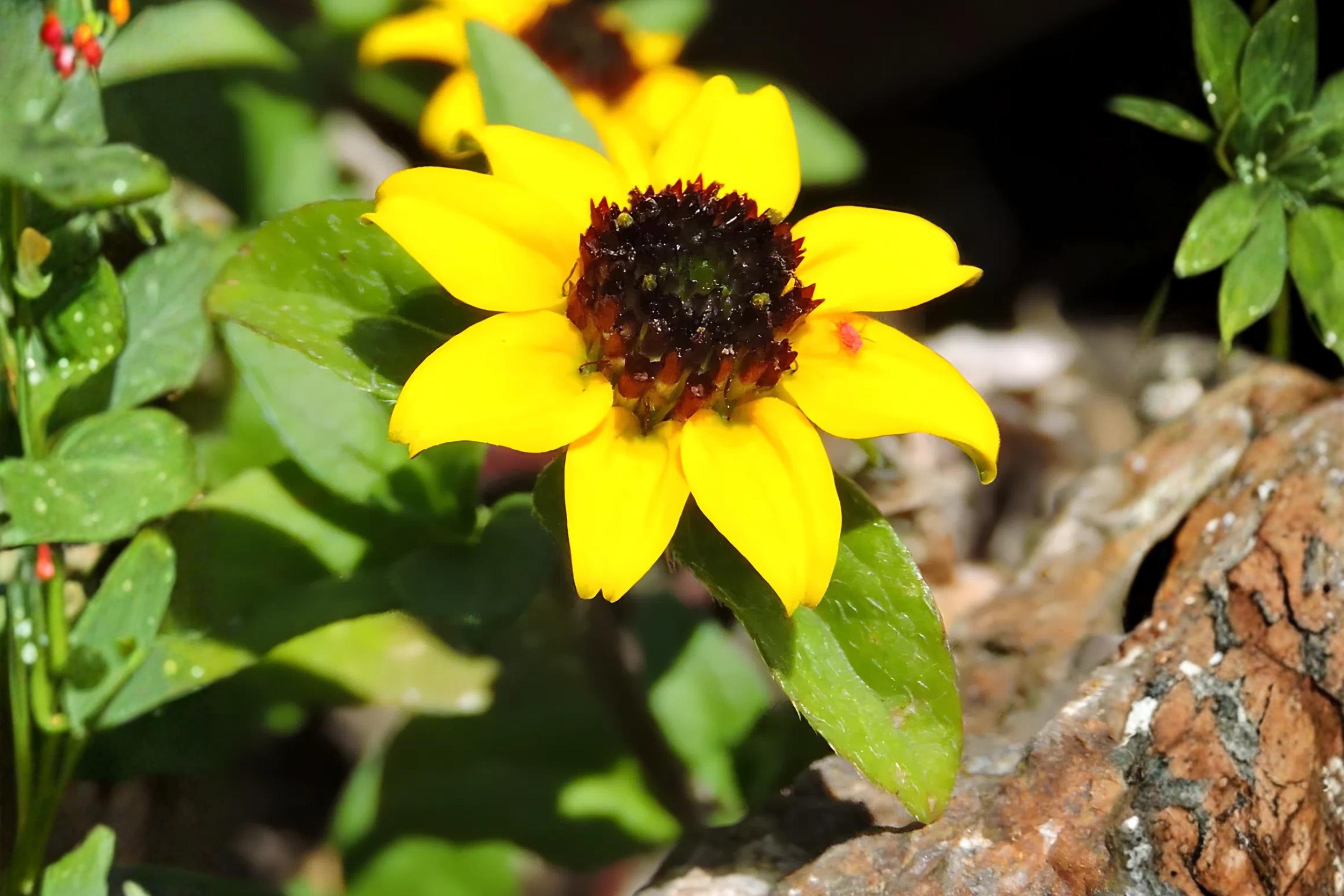 Creeping Zinnia Seeds 100 Pack | Ground Cover, Bright Yellow Daisy-Like Blooms | Sanvitalia procumbens