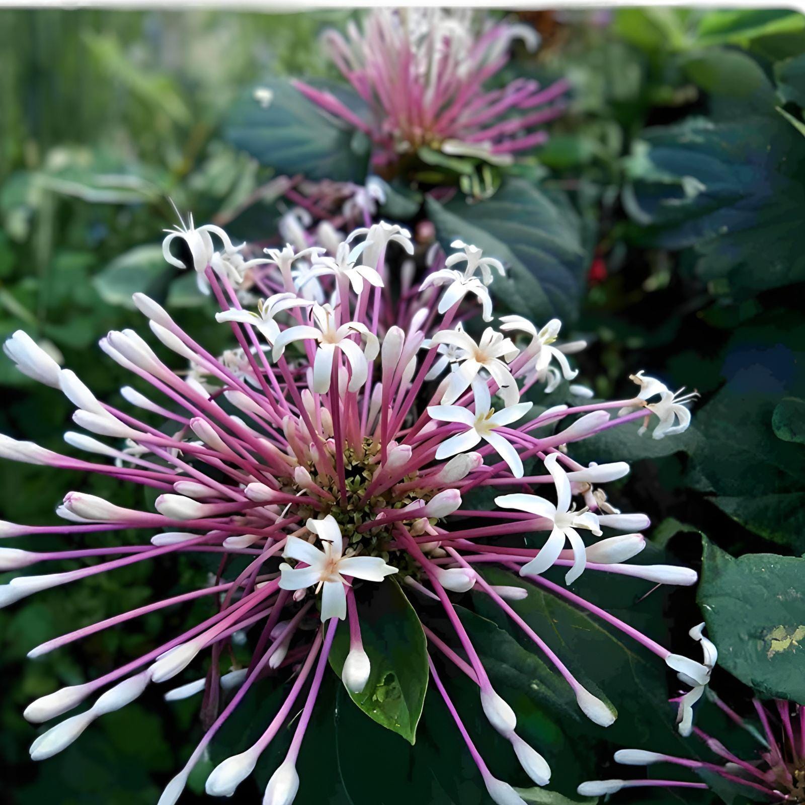 Starburst Plant Cuttings 10 Pack Clerodendrum quadriloculare Tropical Flower Propagation Indoor Outdoor