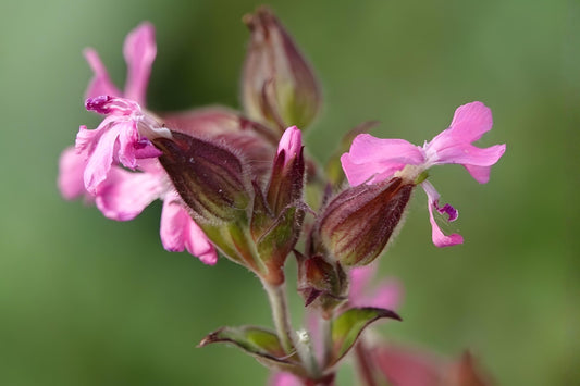 Nodding Catchfly Seeds (Silene pendula) – 100 Pack, Pink Blooms, Cottage Garden, Easy to Grow, Flowering Plant for Borders & Containers