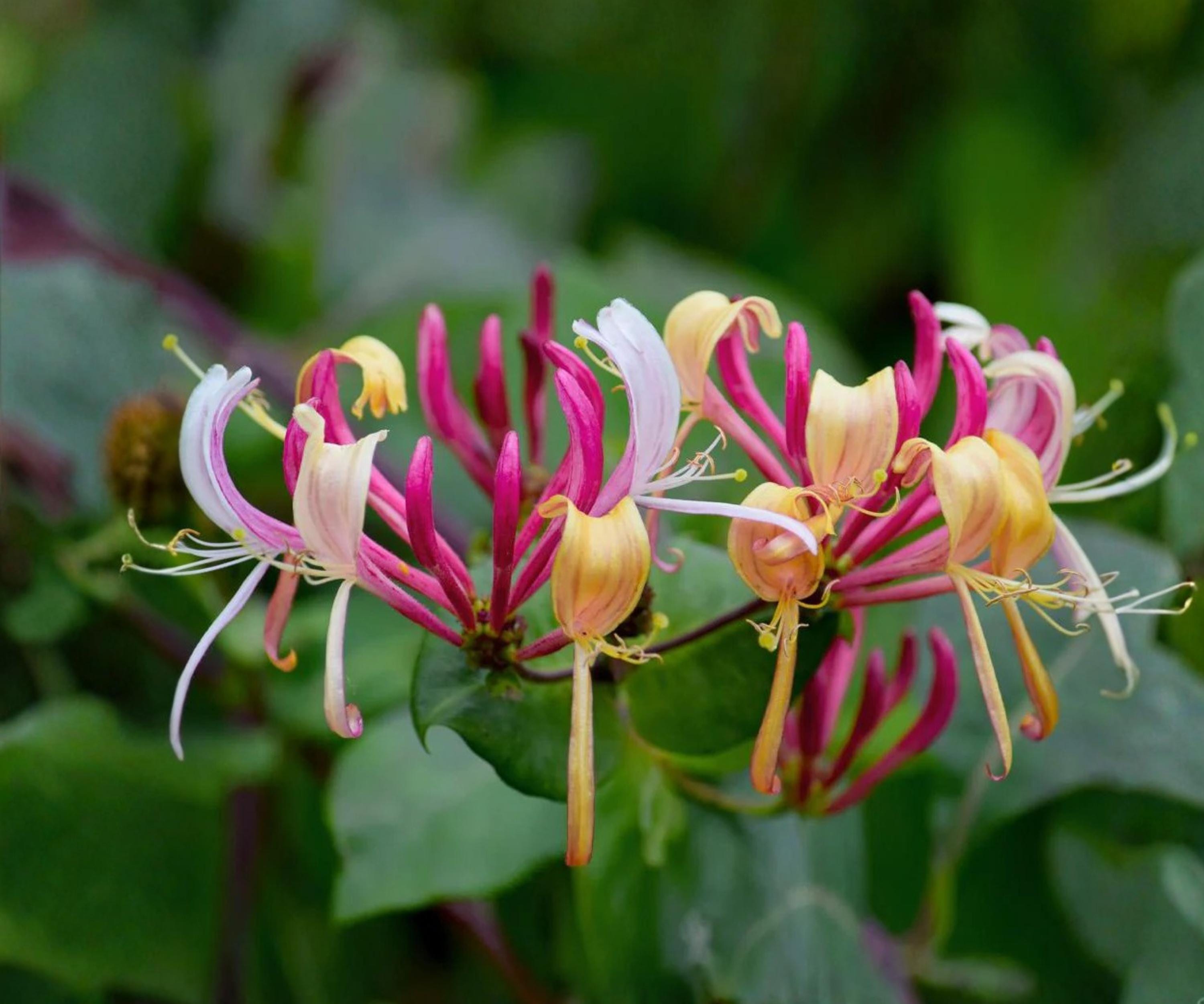 Peaches & Cream Honeysuckle Vine - Live Climbing Plant, Fragrant Blooming Vine, Lonicera periclymenum, Garden Trellis, Fence, Arbor