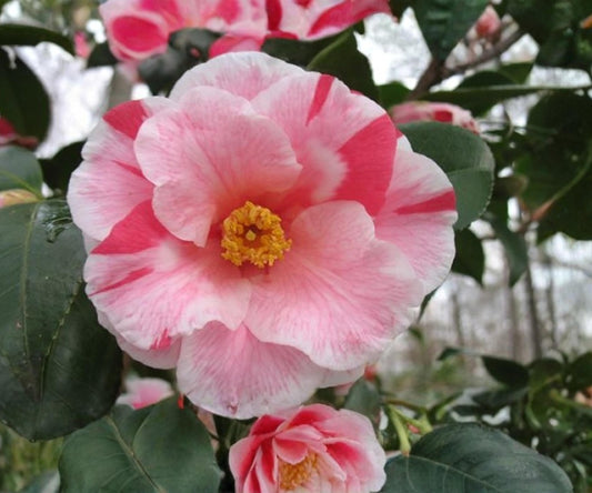 Lady Vansittart Camellia Japonica Live Plant – Pink Variegated Evergreen Shrub for Shade Gardens & Containers