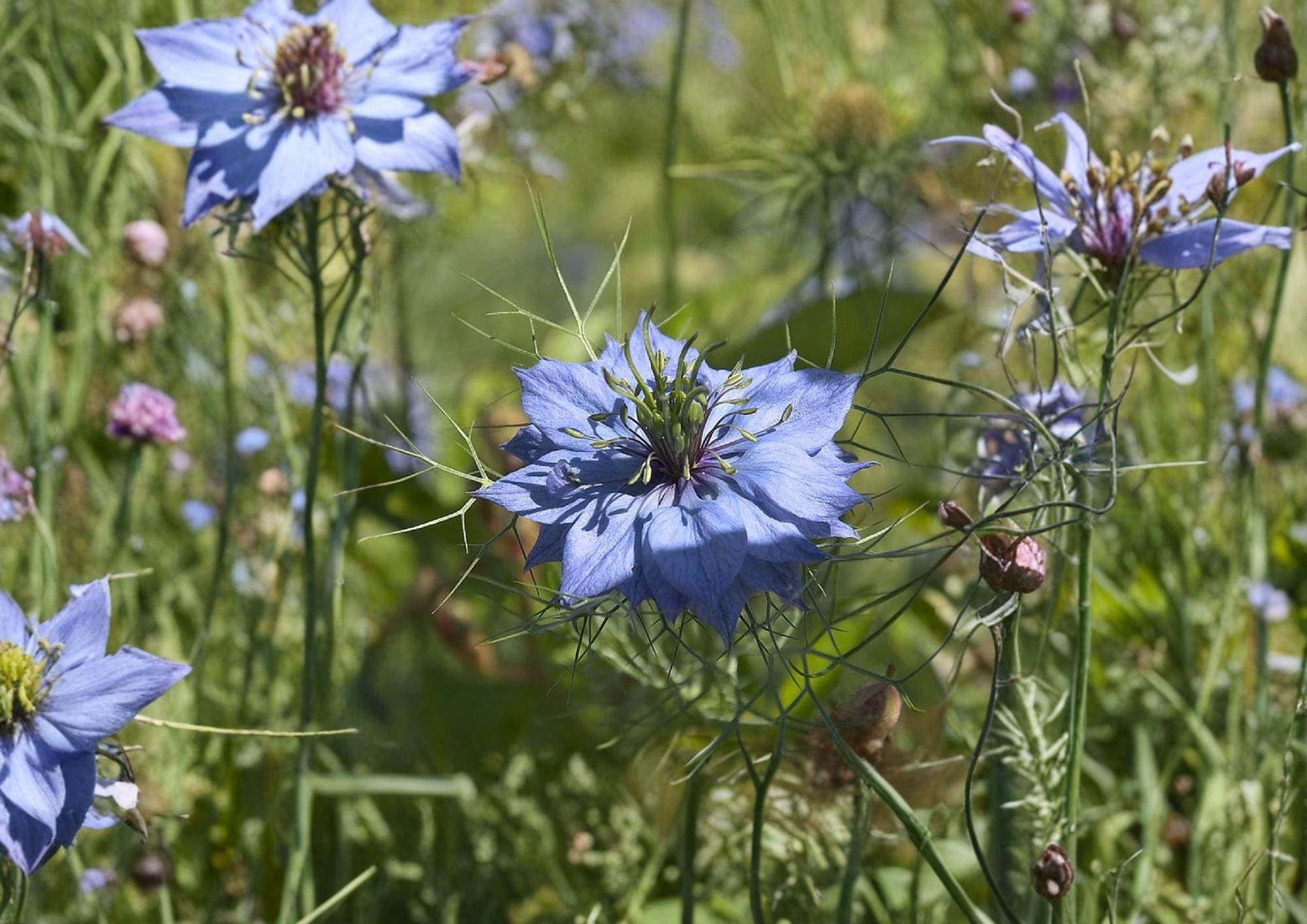 Black Cumin Seeds 200+ Nigella Sativa Heirloom Non-GMO Medicinal Herb Seeds Culinary Spice Plant for Herb Garden