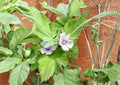 25+ Marshmallow Seeds Althea Officinalis Heirloom Non-GMO Medicinal Herb Perennial Flower Seeds