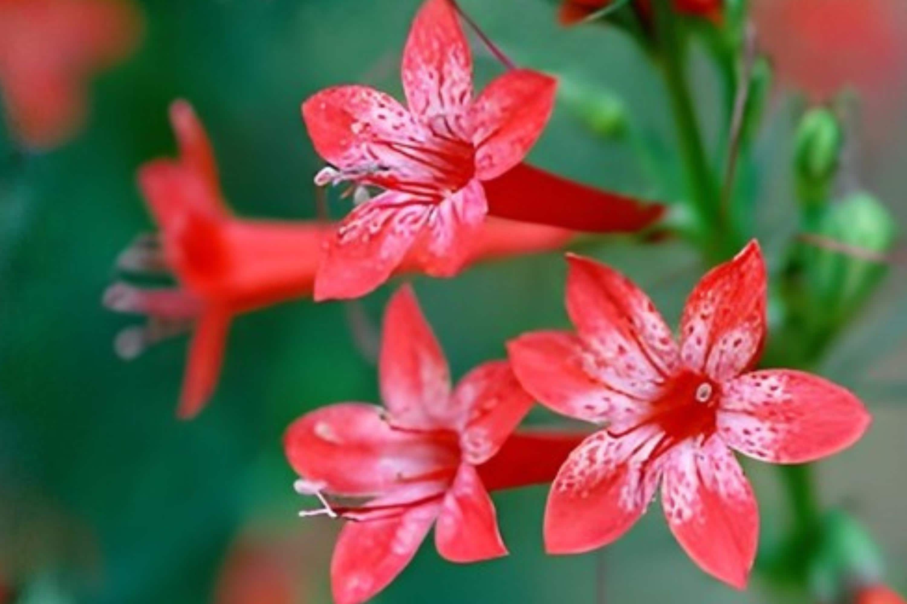 Standing Cypress Seeds - Red Flower Wildflower for Pollinators, Hummingbirds, Drought Tolerant, Ipomopsis rubra, Native Prairie Plant