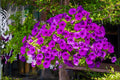 Wild Petunia Seeds - 100 Petunia violacea Native Seeds for Borders, Containers, Pollinator Gardens, Easy to Grow
