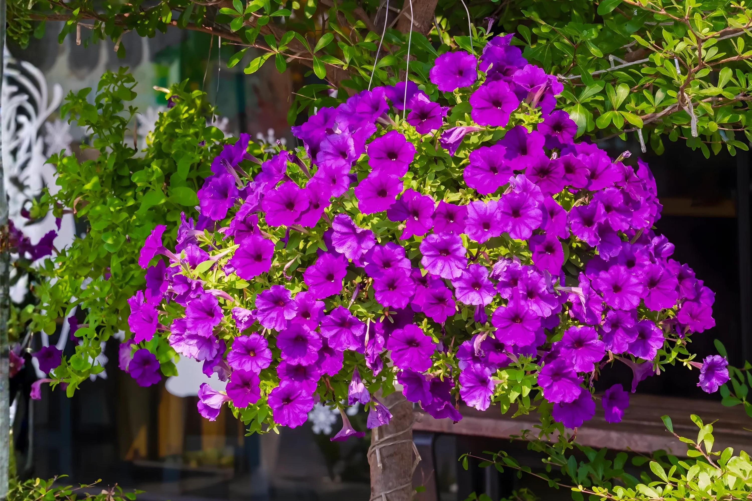 Wild Petunia Seeds - 100 Petunia violacea Native Seeds for Borders, Containers, Pollinator Gardens, Easy to Grow