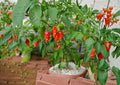 Ghost Pepper Seeds – 25+ Non-GMO Heirloom Bhut Jolokia Chili Seeds, Extremely Hot Capsicum, Super Hot Garden Seeds