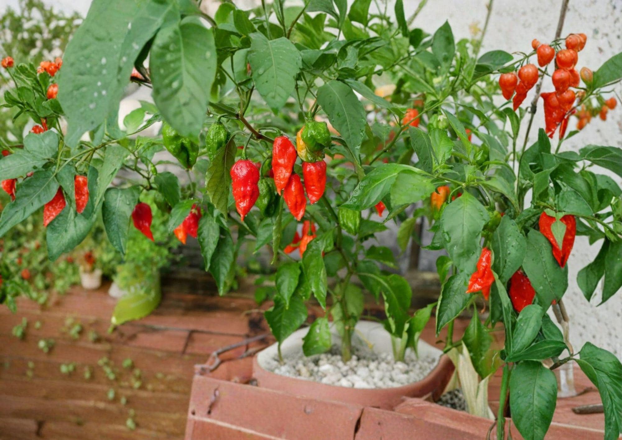 Ghost Pepper Seeds – 25+ Non-GMO Heirloom Bhut Jolokia Chili Seeds, Extremely Hot Capsicum, Super Hot Garden Seeds