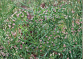 100+ Cumin Seeds Cuminum Cyminum Heirloom Non-GMO Culinary Spice Herb Seeds for Garden Planting