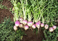 Purple Top White Globe Turnip Seeds, Heirloom Brassica Rapa, Non-GMO Root Vegetable, Cool Season Garden Plant, Fast Growing, 500 Seeds