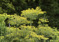 Dukat Dill Seeds, Heirloom Non-GMO, Aromatic Culinary Herb, Anethum graveolens, High Yield Garden Planting Seeds