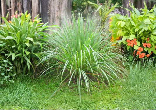 Lemongrass Seeds 50+ Non-GMO Cymbopogon Citratus Aromatic Herb Culinary Medicinal Garden Seeds
